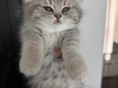Gray Striped Girl - Scottish Fold - Gallery Photo #1