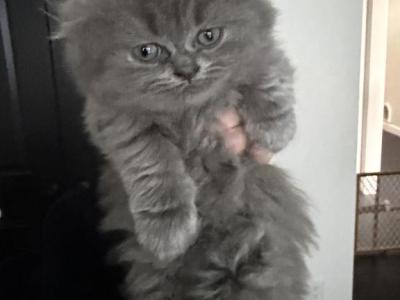 LH Gray Girl - Scottish Fold - Gallery Photo #1