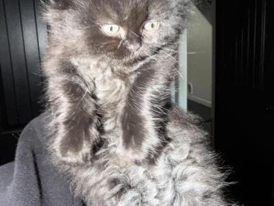 LH Black Girl - Scottish Fold - Gallery Photo #1