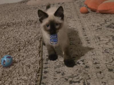 Seal Point Balinese Kitten - Balinese - Gallery Photo #1