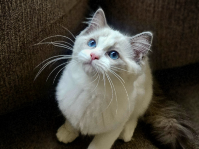 Gigi - Ragdoll - Gallery Photo #1