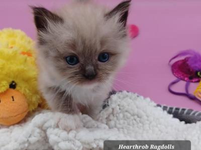 Ragdoll Cherubim Girl Purple Collar - Ragdoll - Gallery Photo #1
