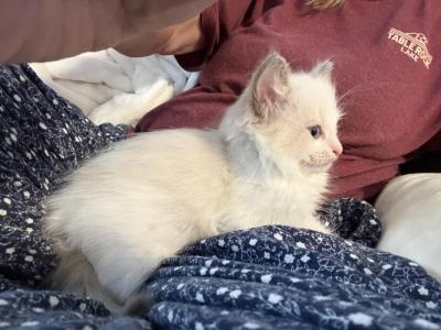 Mr White - Ragdoll - Gallery Photo #1