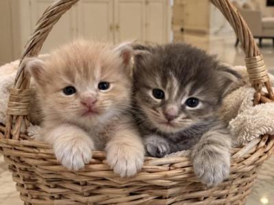 Caribbean Coons Of Sarasota - Maine Coon - Gallery Photo #1