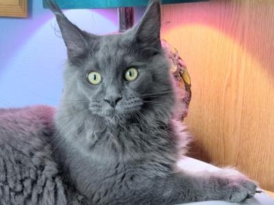 Glimmer Everythingcoon - Maine Coon - Gallery Photo #1