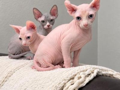 Todd - Sphynx - Gallery Photo #1