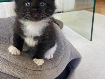 Oreos - Domestic - Gallery Photo #1