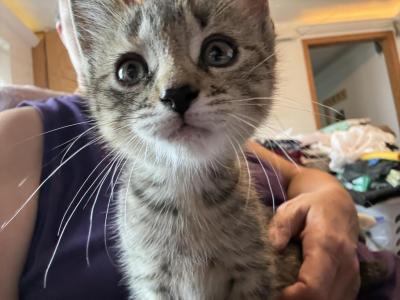 Celestine Of Opal - Domestic - Gallery Photo #1