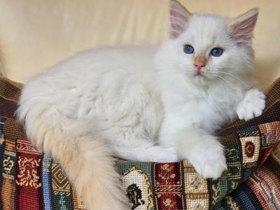 Flame Mitted - Ragdoll - Gallery Photo #1