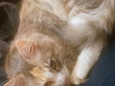 Cookie - Domestic - Gallery Photo #1