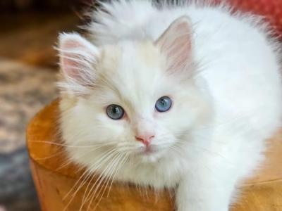 Flame Mink Bicolor - Ragdoll - Gallery Photo #1