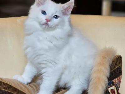 Flame Bicolor - Ragdoll - Gallery Photo #1
