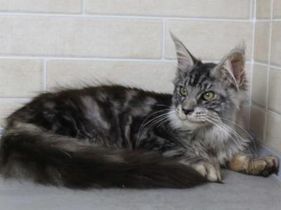 Elite European Maine Coon Kitten Massive Ear Tufts - Maine Coon - Gallery Photo #1