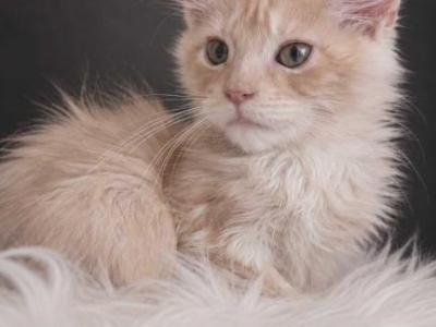 Rare Color European Maine Coon Kitten Show Quality - Maine Coon - Gallery Photo #1