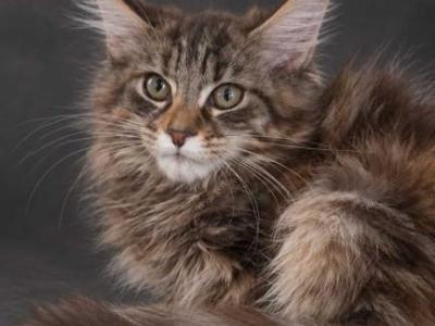 Champion European Maine Coon Kitten Wild Type - Maine Coon - Gallery Photo #1