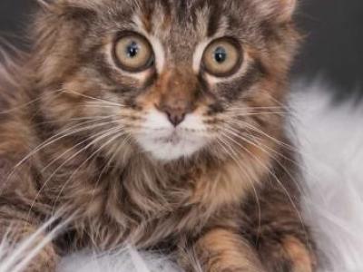 Show Quality European Maine Coon Kitten WCF Reg - Maine Coon - Gallery Photo #1