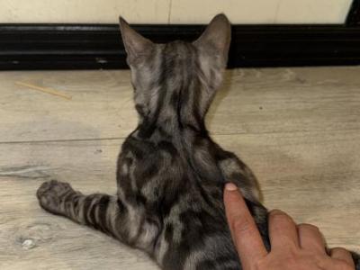 Kissi - Bengal - Gallery Photo #1