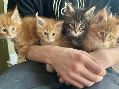 Polydactyl Maine Coon - Maine Coon - Gallery Photo #1