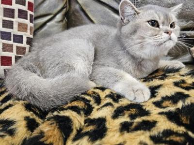 Bluey - British Shorthair - Gallery Photo #1