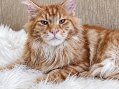 Massive European Maine Coon Kitten  Top Cat - Maine Coon - Gallery Photo #1