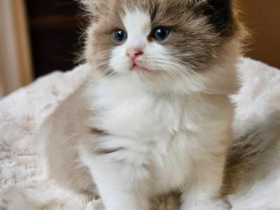 Seal Mink Bicolor - Ragdoll - Gallery Photo #1