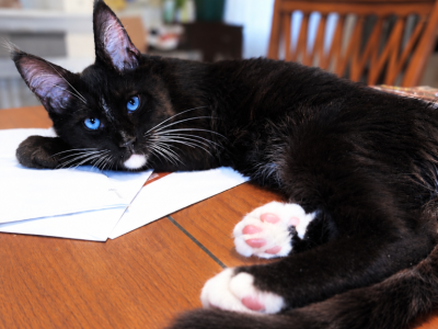 Salem Very Beautiful Boy With Blue Eyes - Maine Coon - Gallery Photo #1