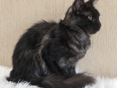 Purebred European Maine Coon Kitten WCF Certified - Maine Coon - Gallery Photo #1