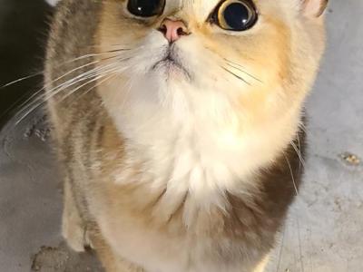 Marlin - British Shorthair - Gallery Photo #1