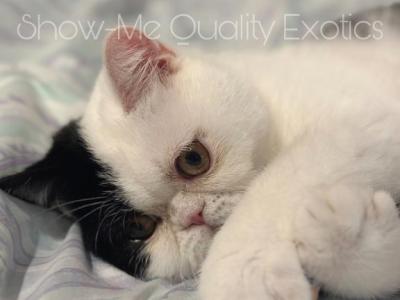 Felix - Exotic - Gallery Photo #1