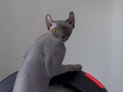 Elf Sph - Sphynx - Gallery Photo #1