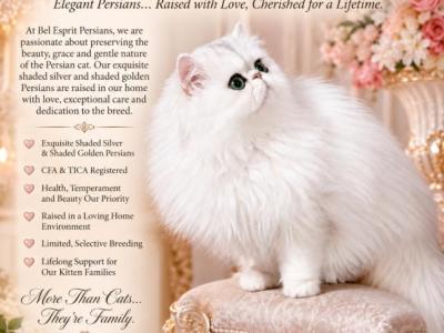 Bel Esprit Persian Kittens - Persian - Gallery Photo #1