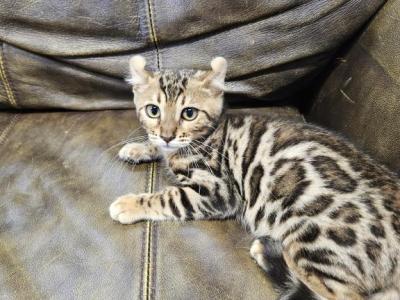 Cherry Blossom - Bengal - Gallery Photo #1