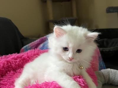 Aurora - Ragdoll - Gallery Photo #1