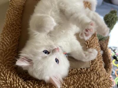 Apollo - Ragdoll - Gallery Photo #1