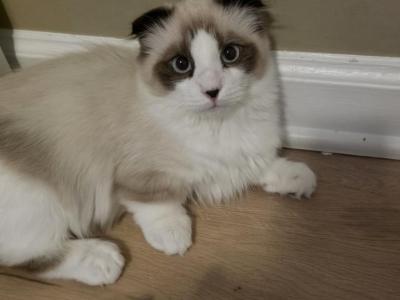 Cleo - Munchkin - Gallery Photo #1