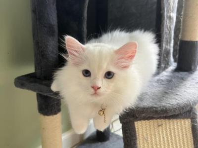 Zeus - Ragdoll - Gallery Photo #1