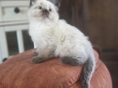 Oliver - Ragdoll - Gallery Photo #1
