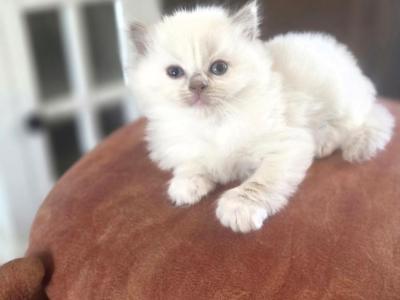 Raggedy Ann - Ragdoll - Gallery Photo #1
