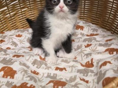 Azizi - Scottish Fold - Gallery Photo #1