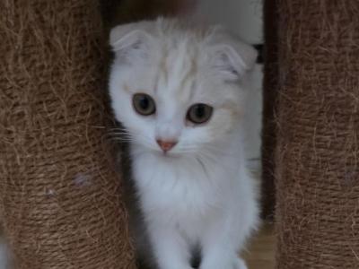 Nefertiti - Scottish Fold - Gallery Photo #1