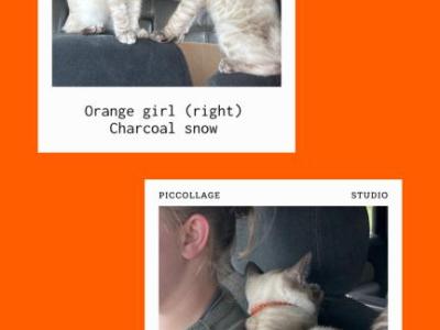 Zuris Kittens - Bengal - Gallery Photo #1