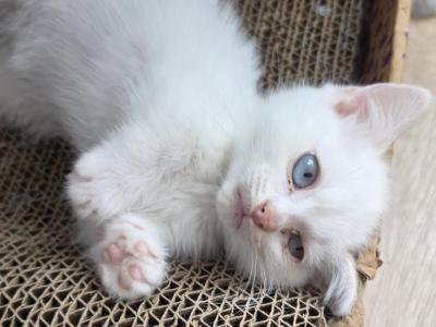 Popcorn - Munchkin - Gallery Photo #1