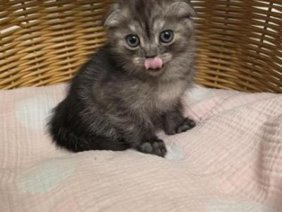Zahra - Scottish Fold - Gallery Photo #1