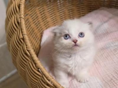 Bambi - Munchkin - Gallery Photo #1
