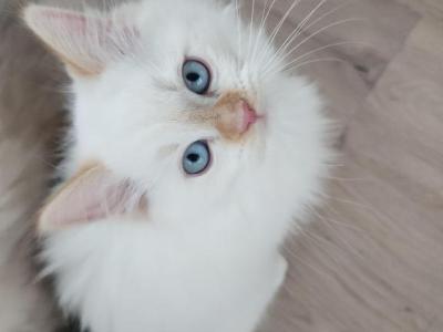 Henry - Ragdoll - Gallery Photo #1