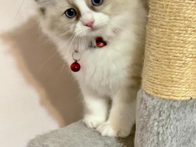 Ares - Ragdoll - Gallery Photo #1