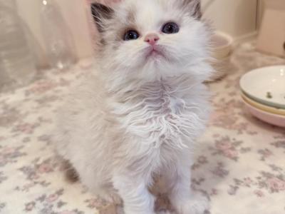 Tiffany - Ragdoll - Gallery Photo #1