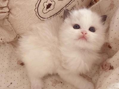 Coco - Ragdoll - Gallery Photo #1