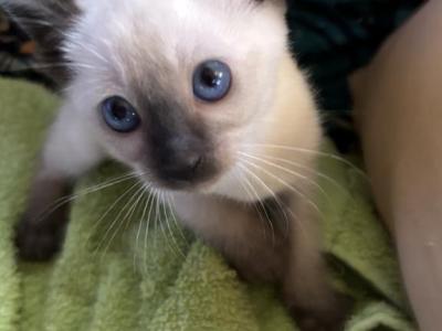 Snows Siamese Seal Points - Siamese - Gallery Photo #1