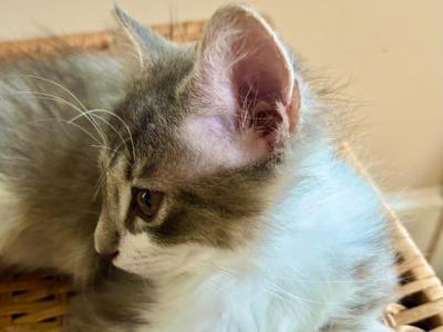 Fluffy - Maine Coon - Gallery Photo #1